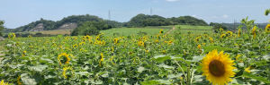 花ひろばひまわり畑